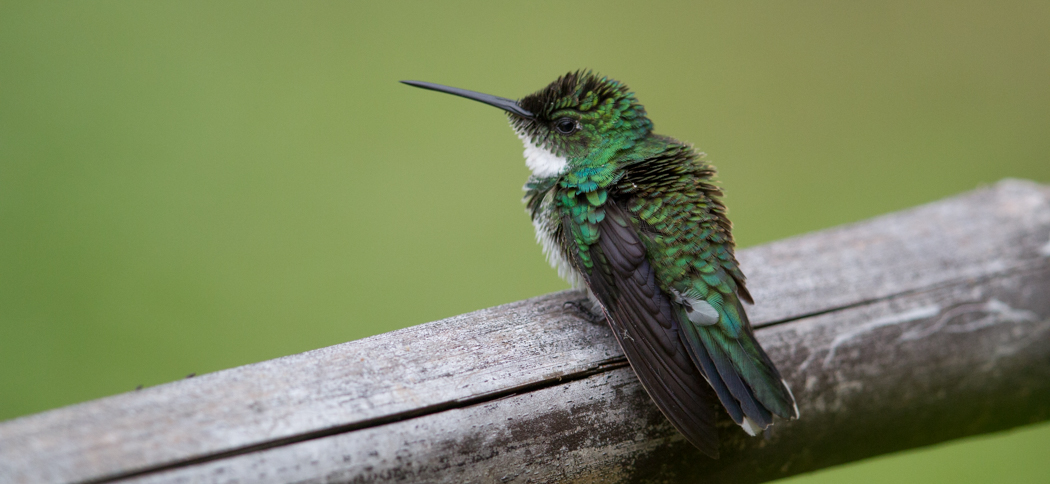 white-throated_hummingbird