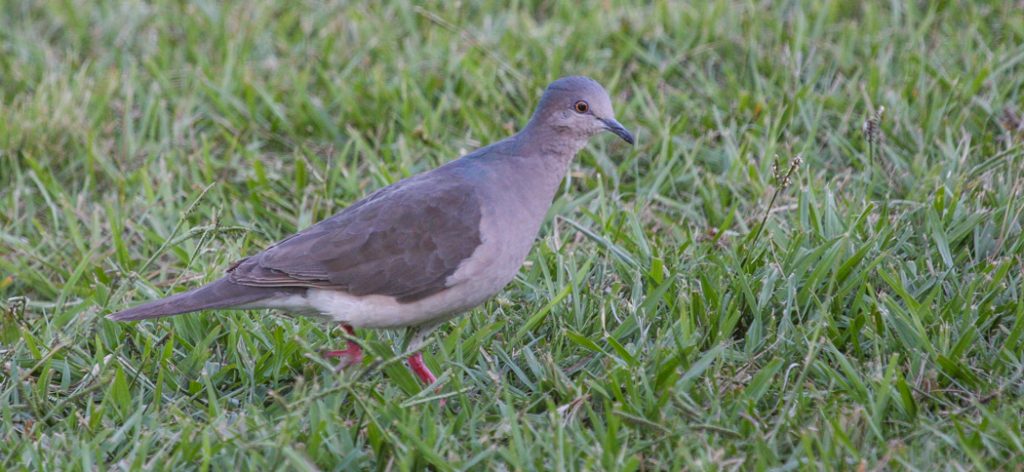 white-tipped_dove