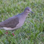 white-tipped_dove