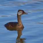 white-tufted_grebe