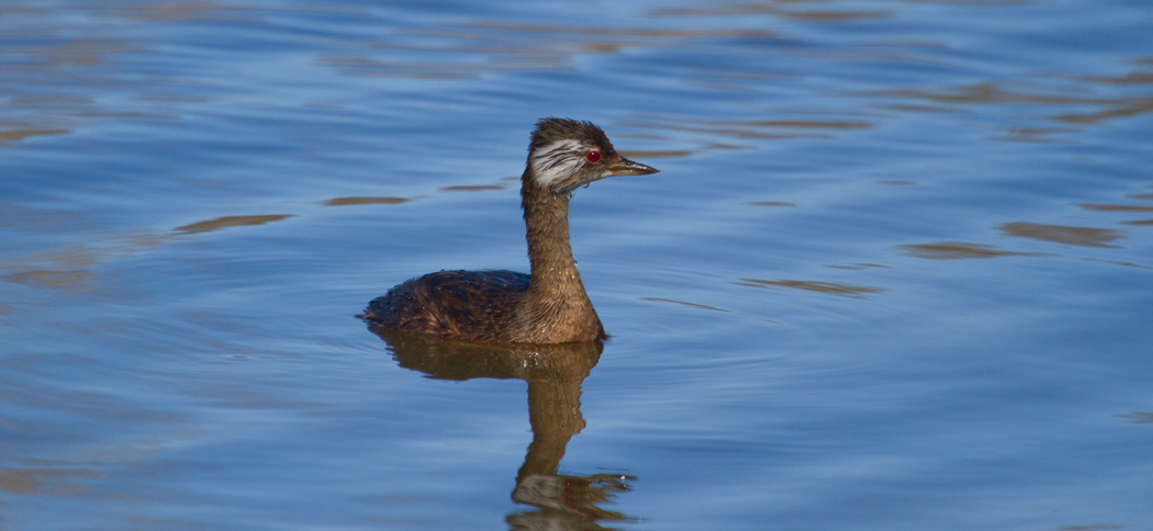 white-tufted_grebe