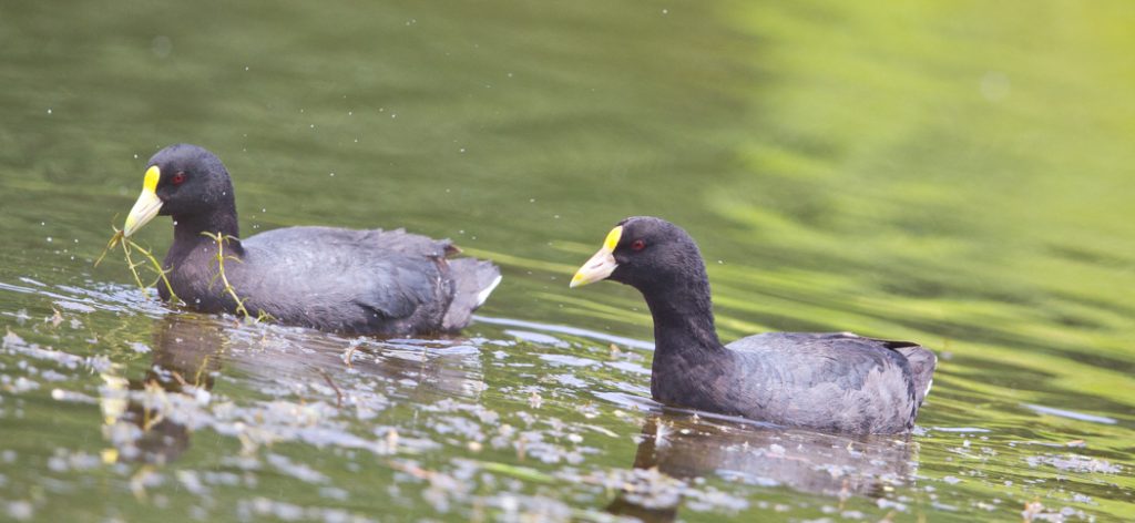 white-winged_coot