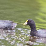 white-winged_coot
