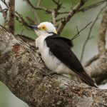 white_woodpecker