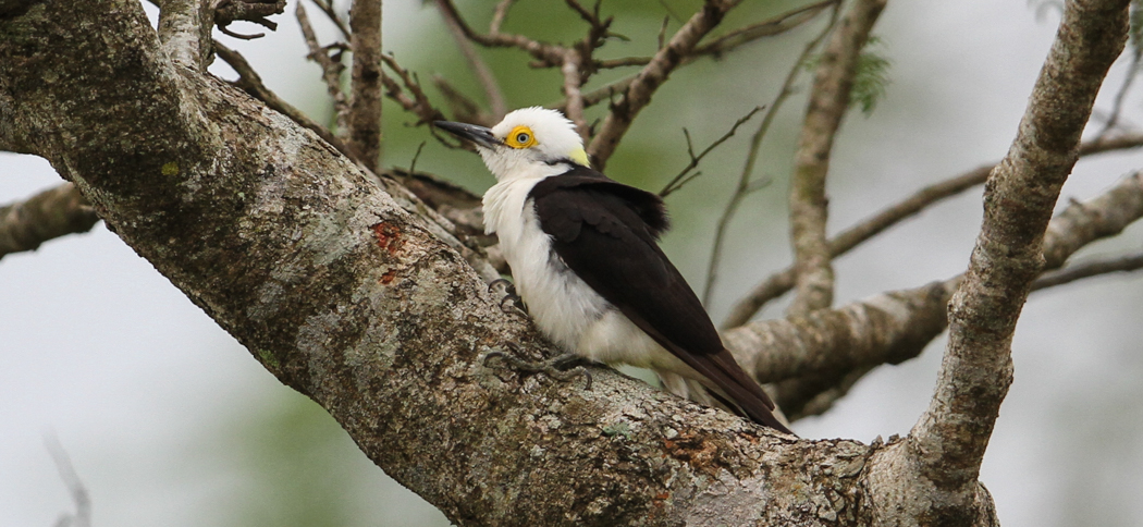 white_woodpecker