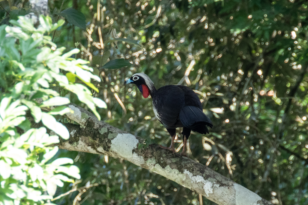 yacutinga