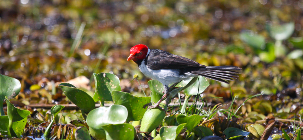 yellow-billed_cardinal