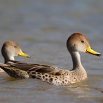 yellow-billed_pintail