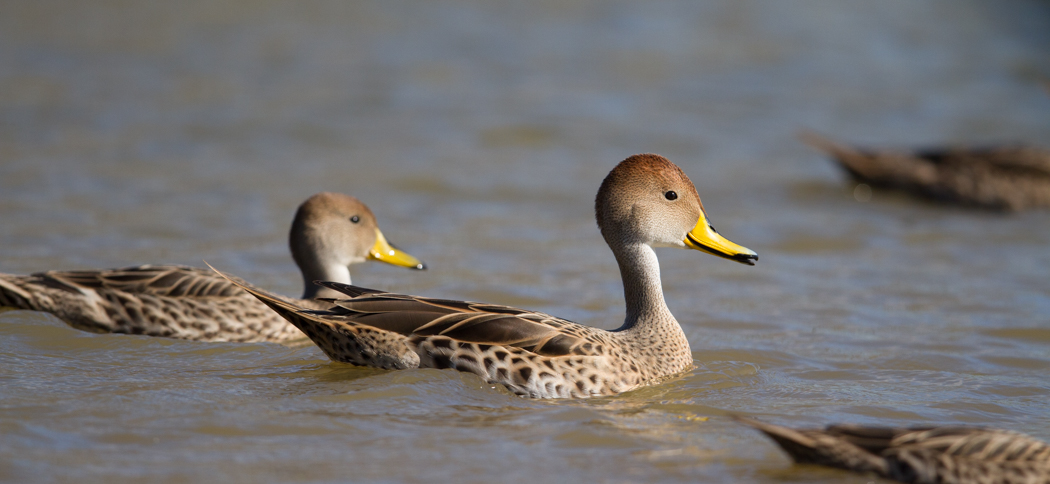 yellow-billed_pintail