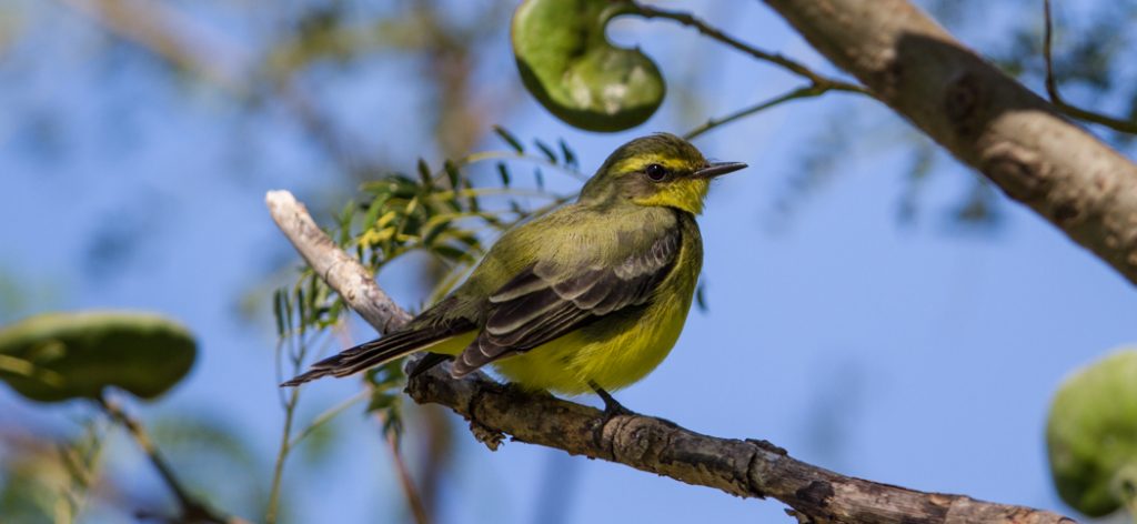 yellow-browed_tyrant
