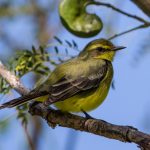 yellow-browed_tyrant