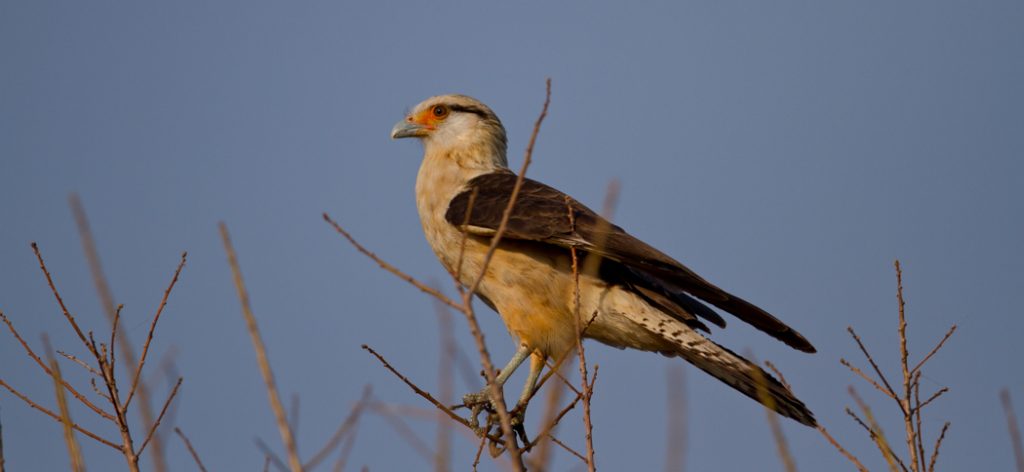 yellow-headed_caracara