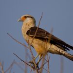 yellow-headed_caracara