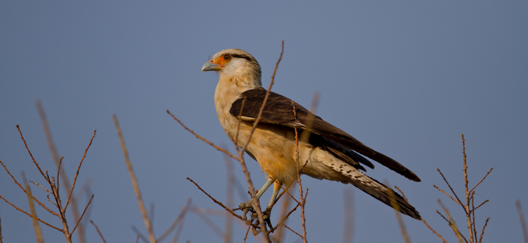 yellow-headed_caracara