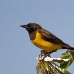 yellow-rumped_blackbird