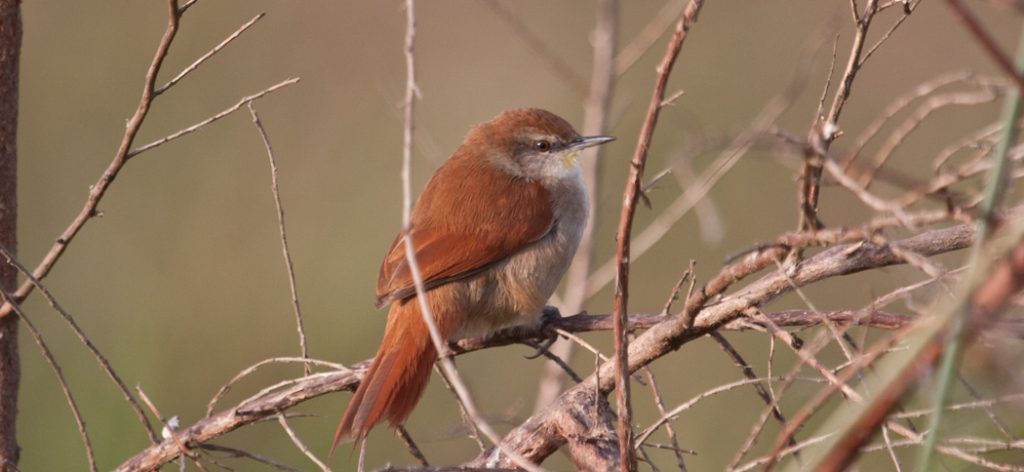 yellow-throated_spinetail