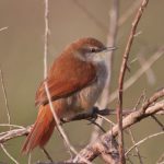 yellow-throated_spinetail