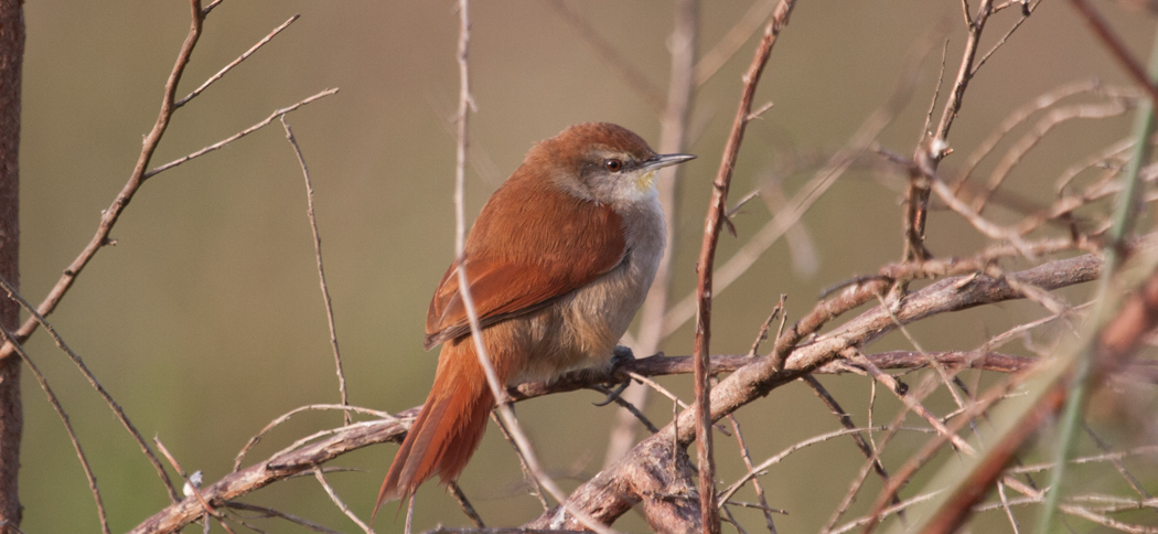 yellow-throated_spinetail