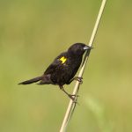 yellow-winged_blackbird