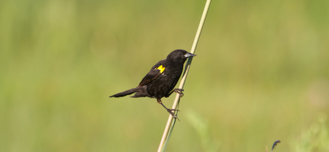 yellow-winged_blackbird