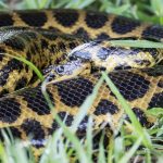 yellow_anaconda