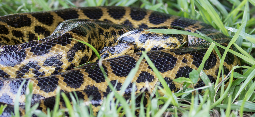 yellow_anaconda