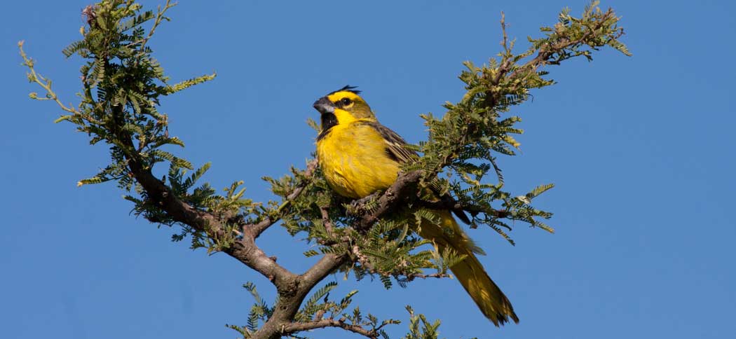 yellow_cardinal (1)