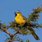 yellow_cardinal
