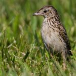 yellowish_pipit