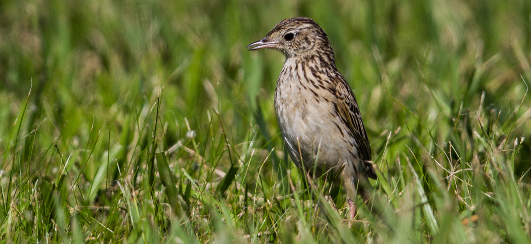 yellowish_pipit