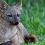 zorro_de_monte_20140927