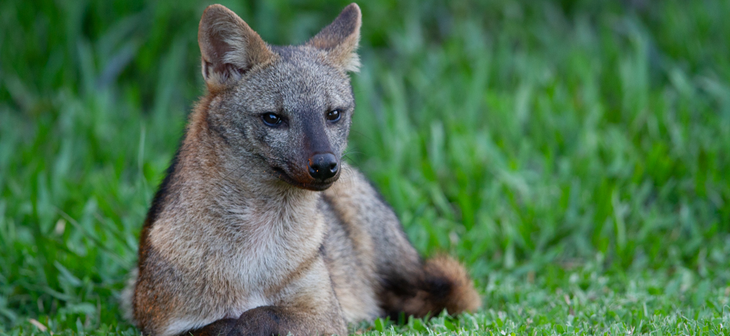 zorro_de_monte_20140927