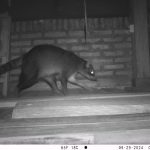 Aguara Pope Procyon cancrivorus