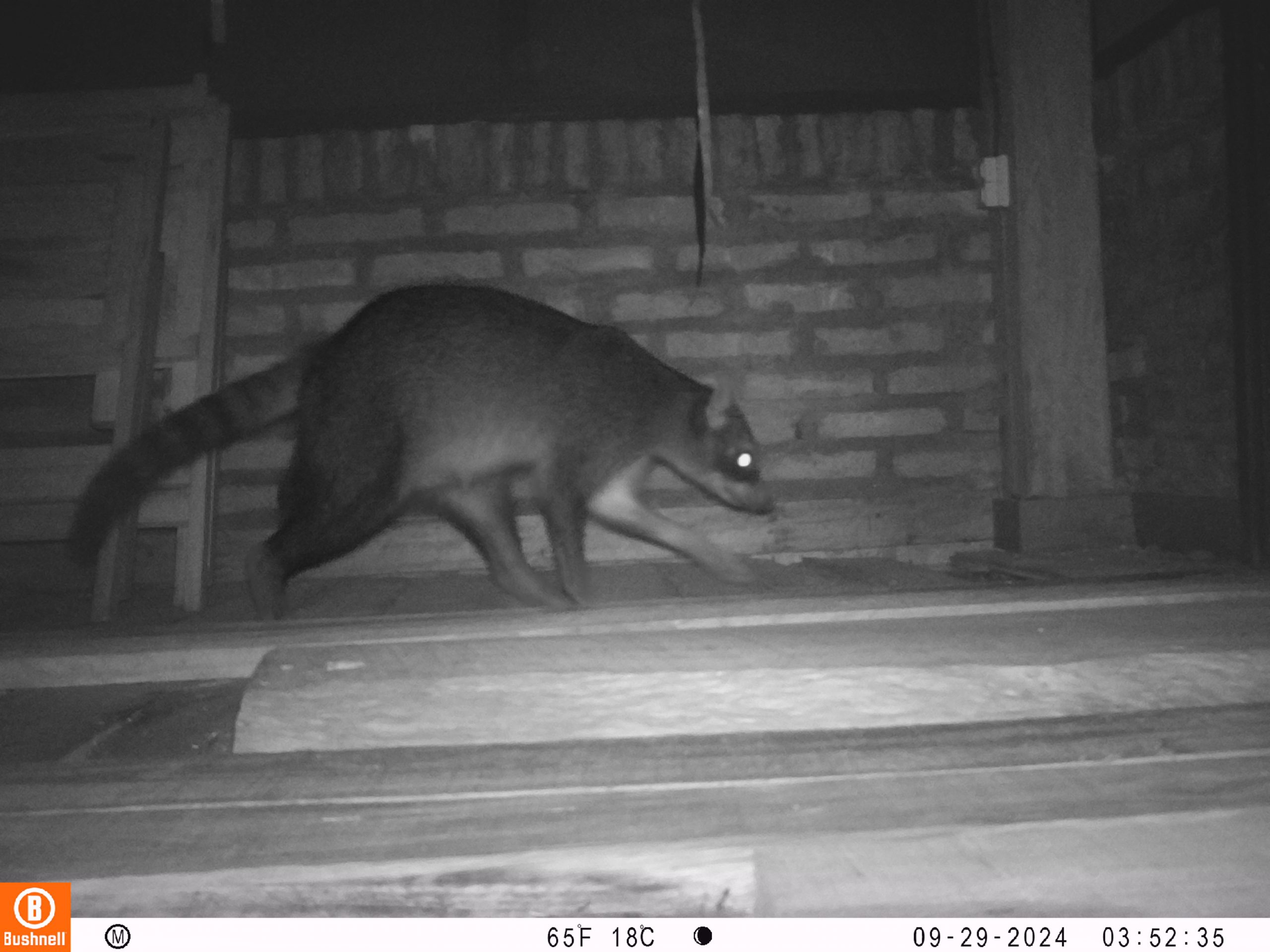 Aguara Pope Procyon cancrivorus