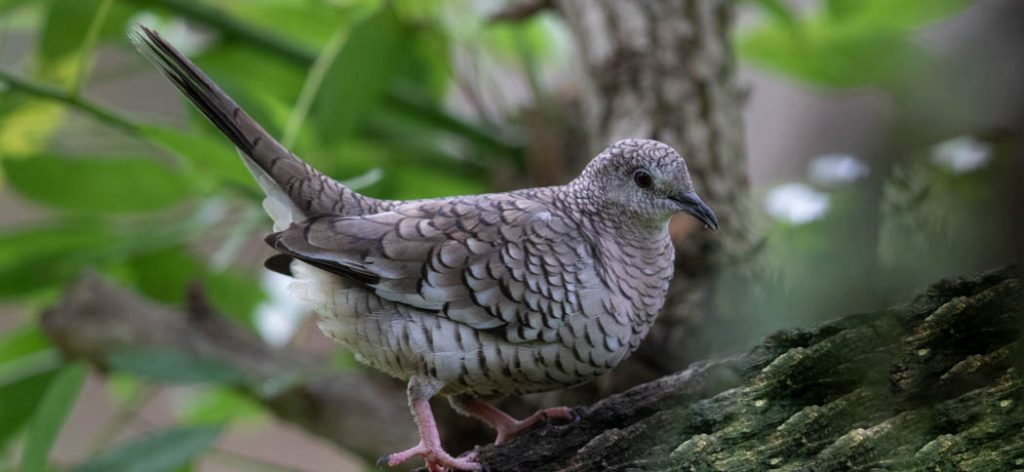 Scardafella squammata