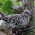 Scardafella squammata