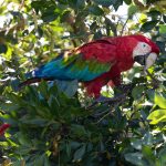 Red & Green Macaw