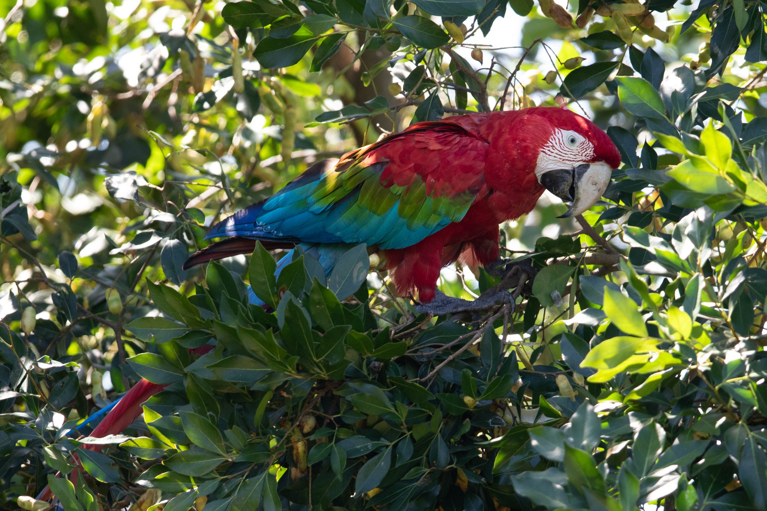 Red & Green Macaw