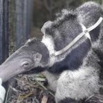 Giant Anteater, Tupac, Reserva Don Luis