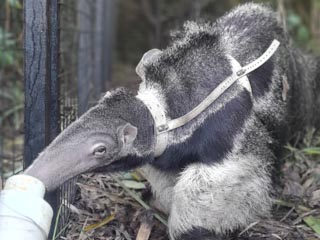 Giant Anteater, Tupac, Reserva Don Luis