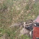 Giant Anteater, Oso Hormiguero, Argentina wildlife