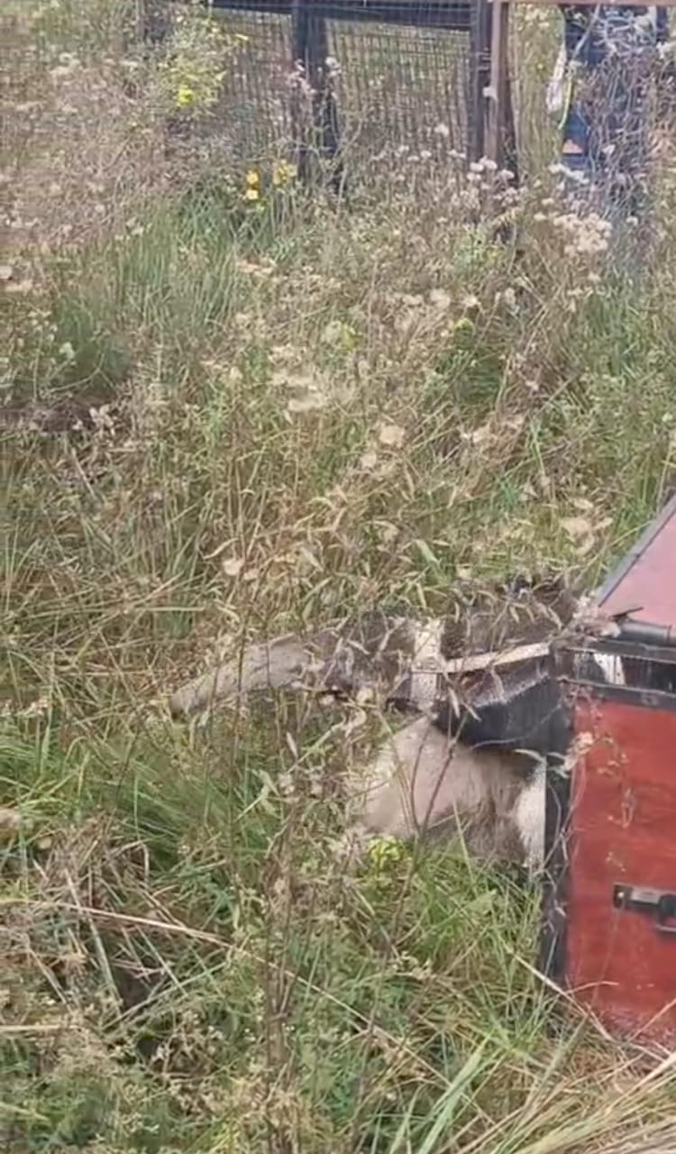 Giant Anteater, Oso Hormiguero, Argentina wildlife