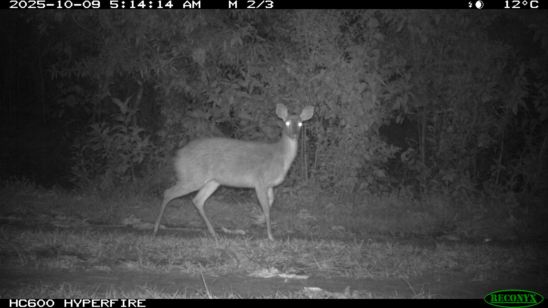Grey Brocket Deer Corsuela