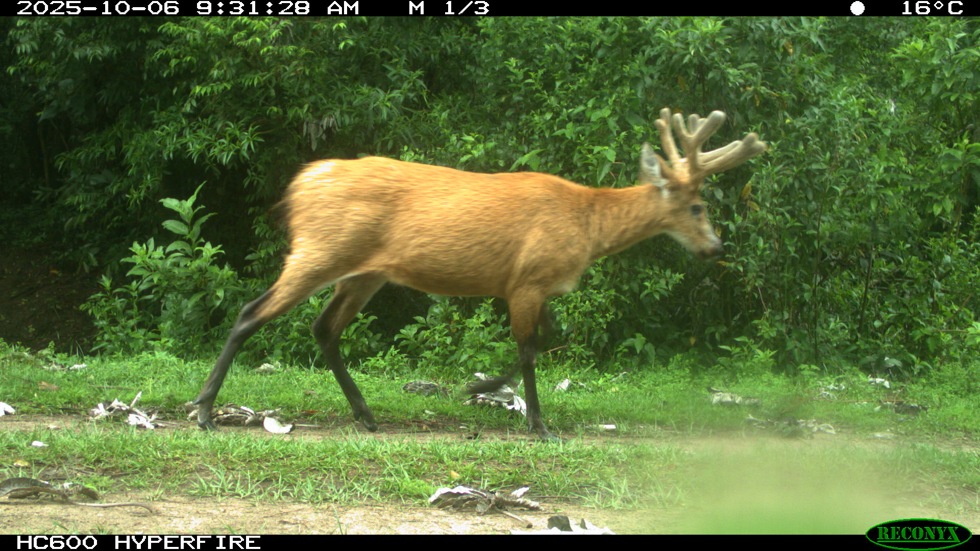 Ciervo de los Pantanos
