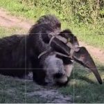 Oso Hormiguero