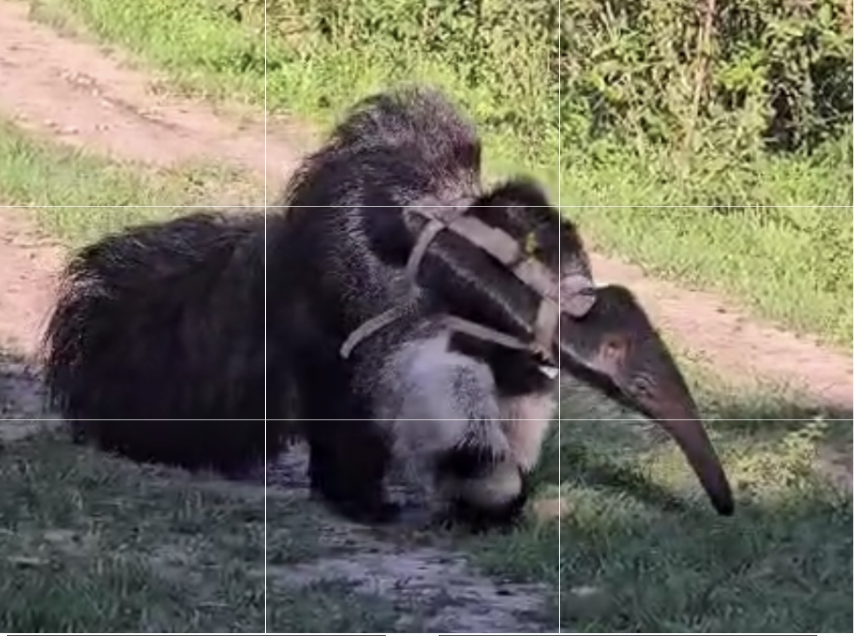 Oso Hormiguero