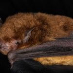 Myotis barquezi