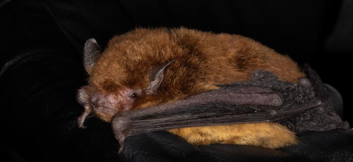 Myotis barquezi