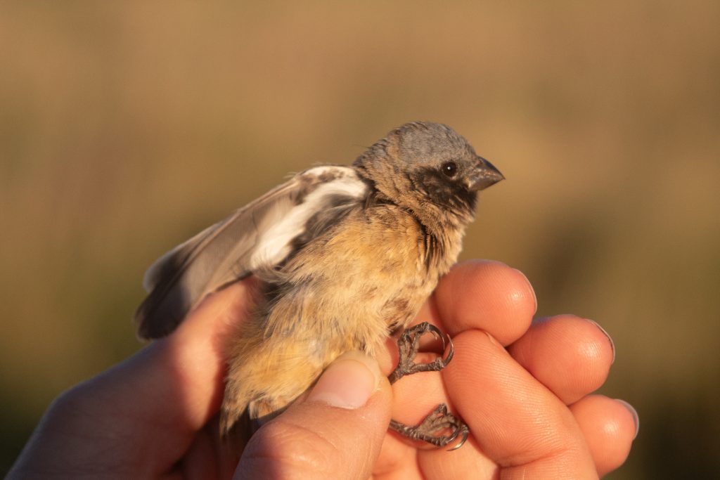 Sporophila iberaense