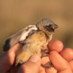 Sporophila iberaense